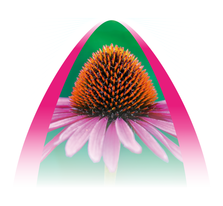 Echinacea