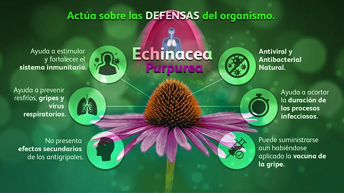 EchinaGrip refuerza las defensas naturales